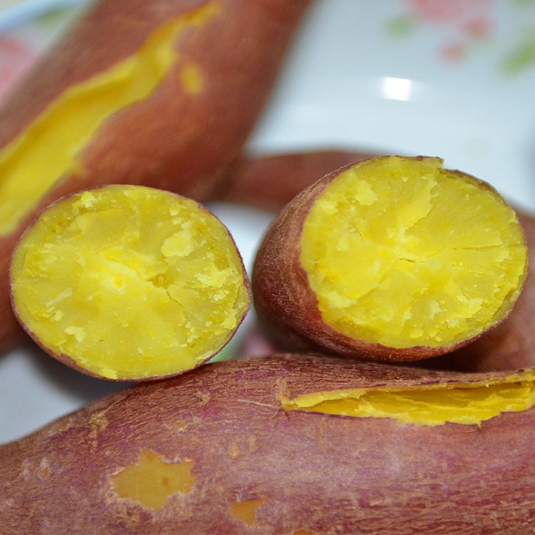 蜜薯  日本玛莎莉品种黄金红薯