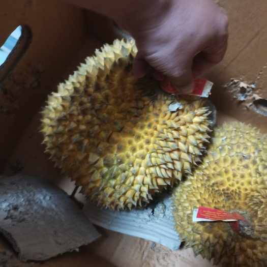 凭祥市干尧榴莲  长柄榴莲，
