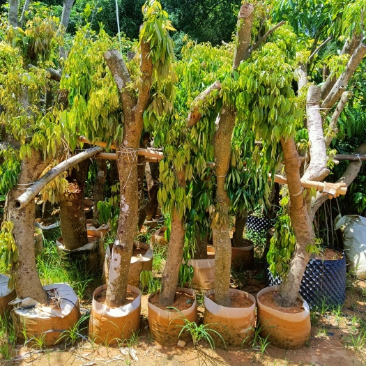 灵山县 荔枝苗