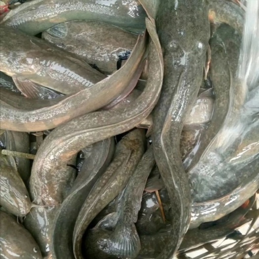 福州大口鲶鱼 