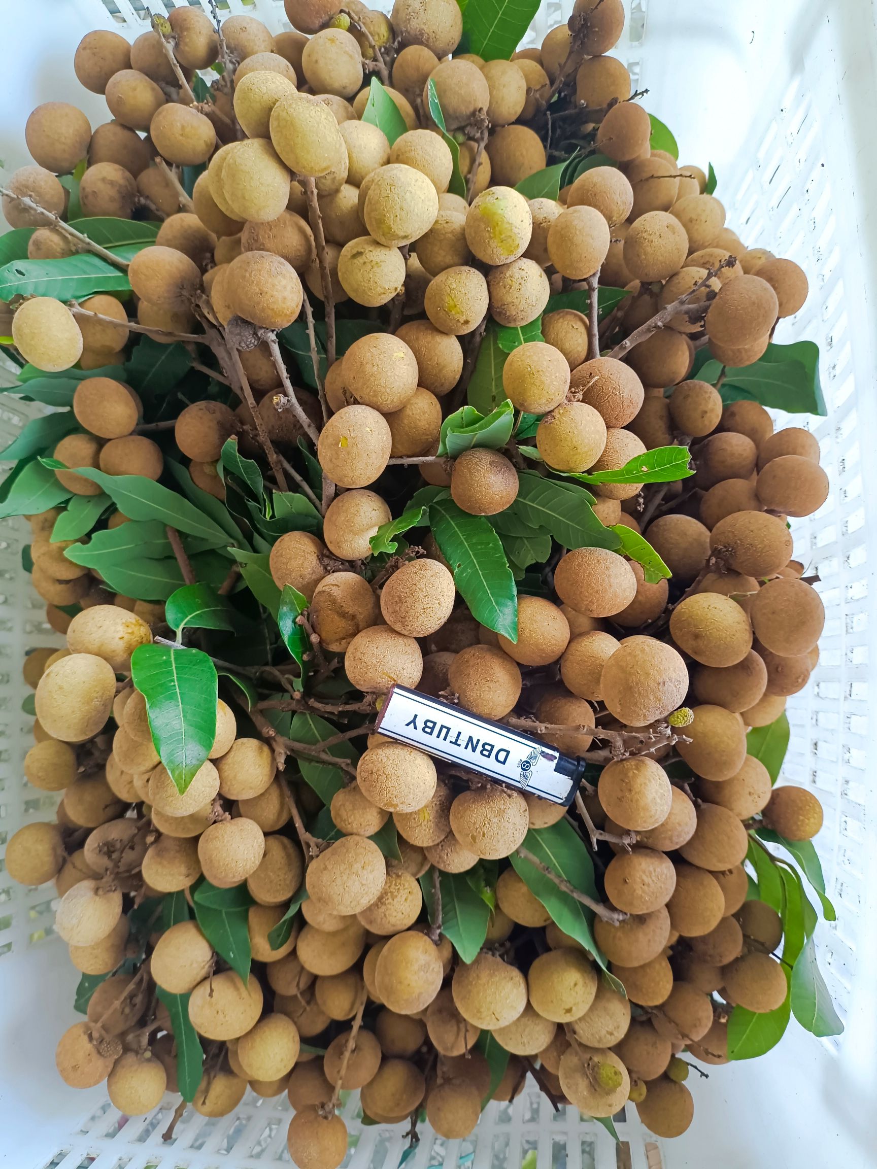 高州市分界镇储良村储良龙眼