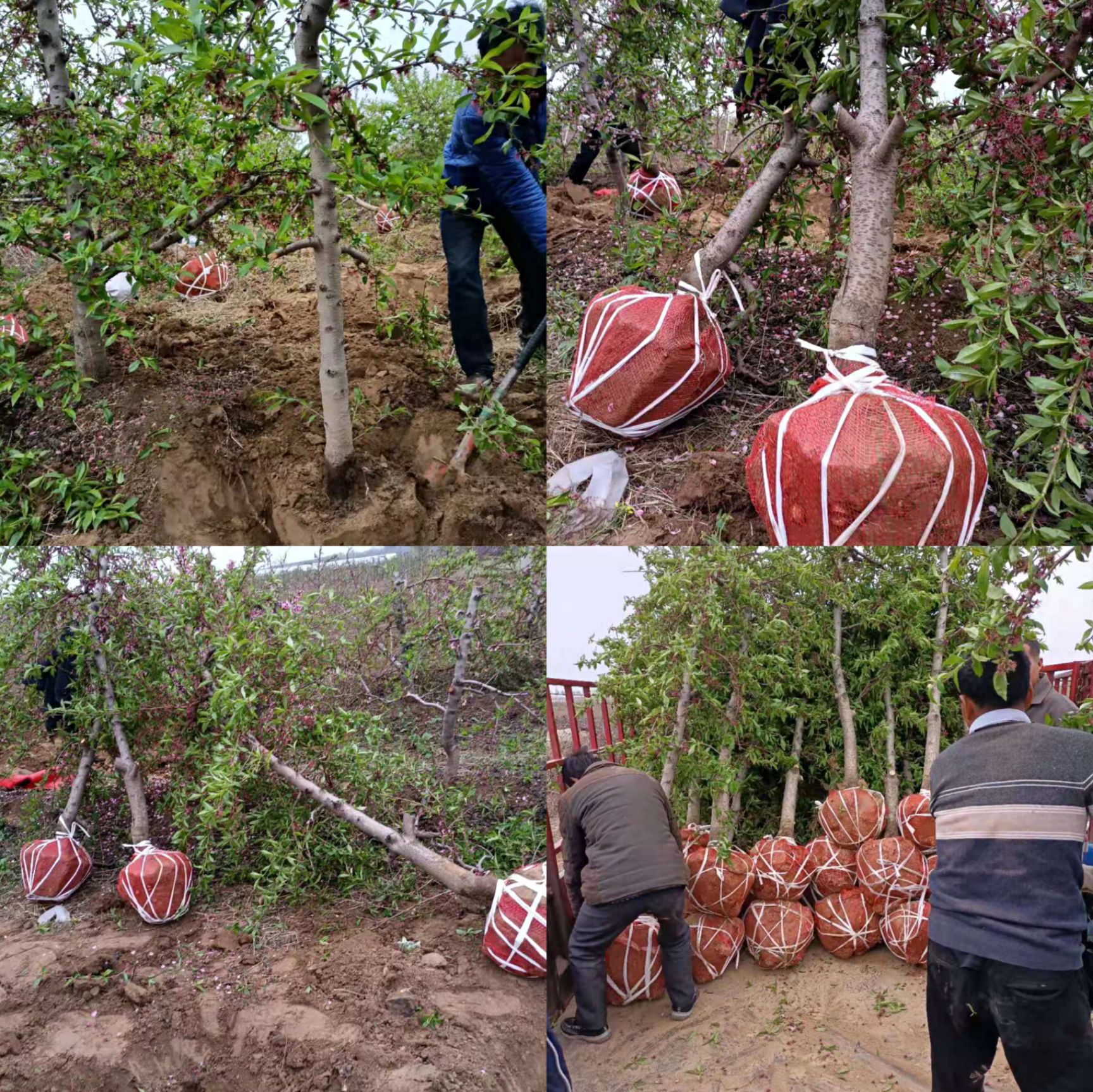 桃树苗  桃树 占地桃树 品种桃树 可以打土球