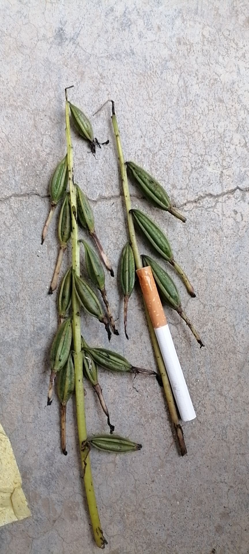 山慈菇  山慈姑果夹，山慈姑种子