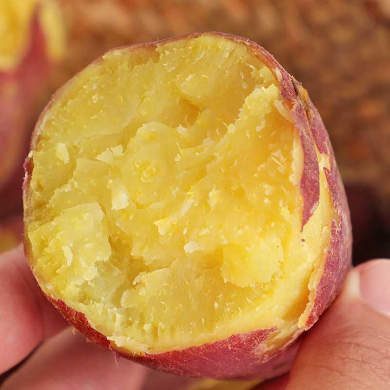 蜜薯  日本玛莎莉品种黄金红薯