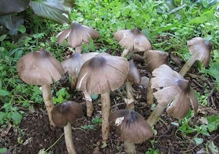 鸡枞菌纯自然界5一7月季节性，好吃的菜。
