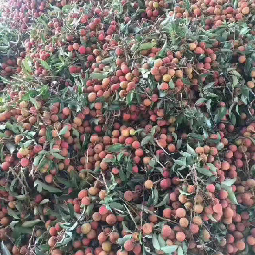阳西县玉荷包荔枝 荔枝
