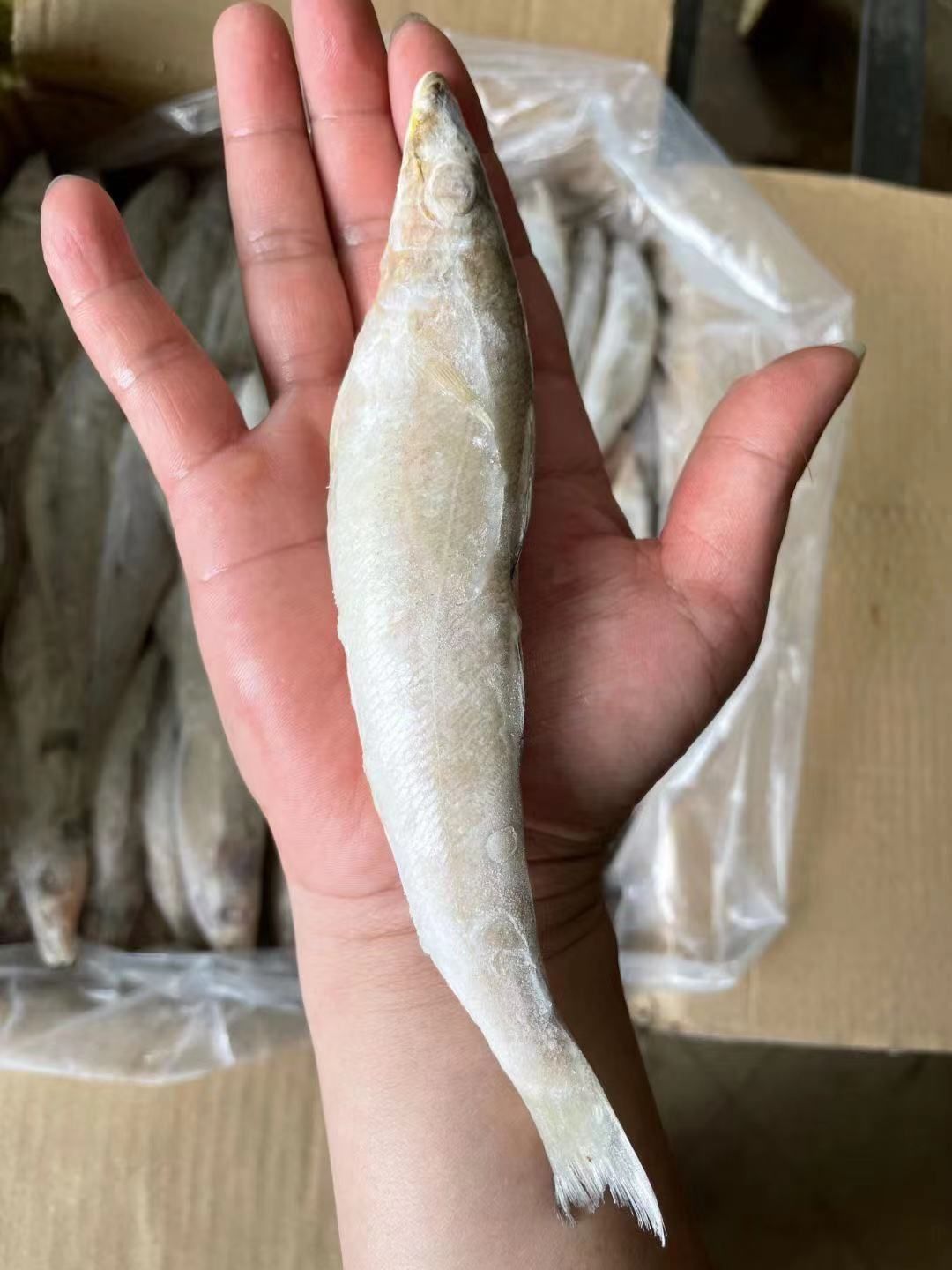 冰鲜沙丁鱼/沙尖鱼/沙占鱼，，厂家发货，大量有货，全国发货