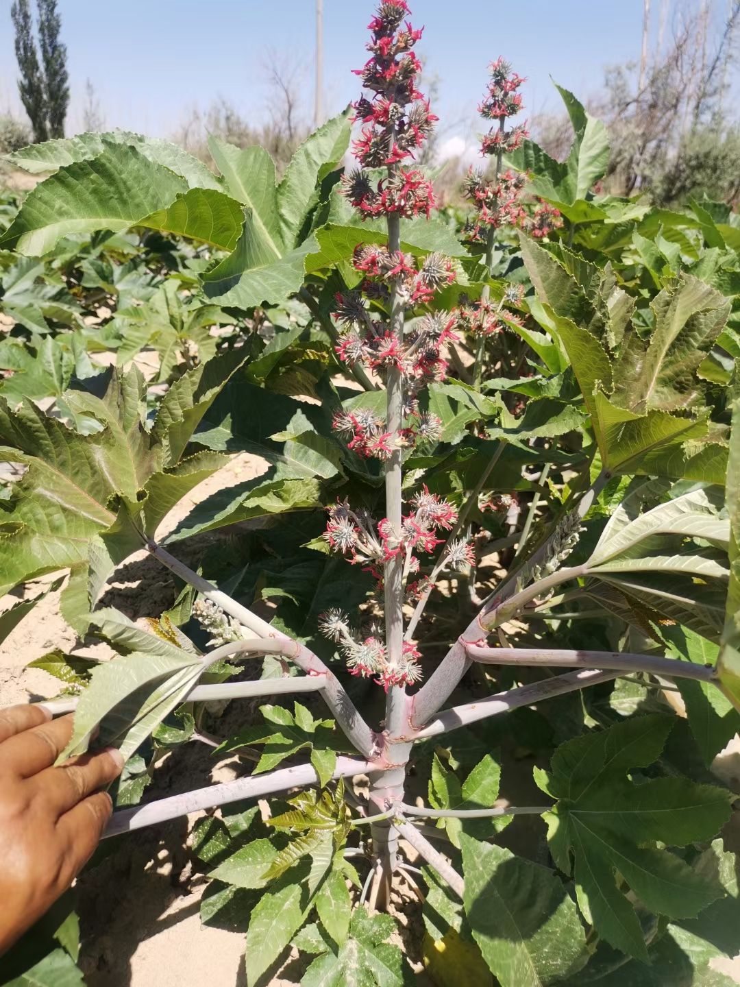 新疆本地蓖麻籽，颗粒饱满，干度较好净籽无杂过风筛选！