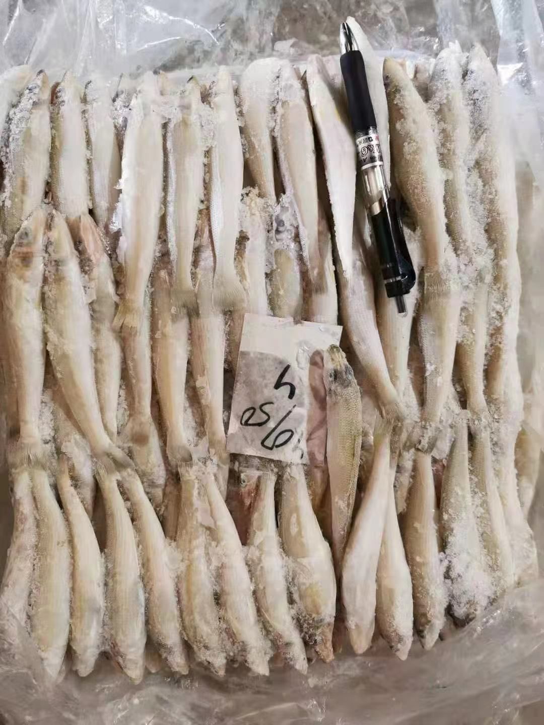 冰鲜沙丁鱼/沙尖鱼/沙占鱼，，厂家发货，大量有货，全国发货