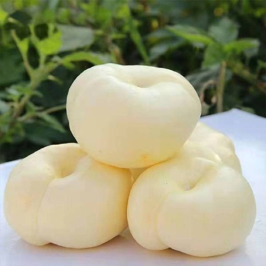 蒙阴县【桃中圣品，稀，有珍品！】山东蒙阴奶油蟠桃/蜜甜蟠桃双拼