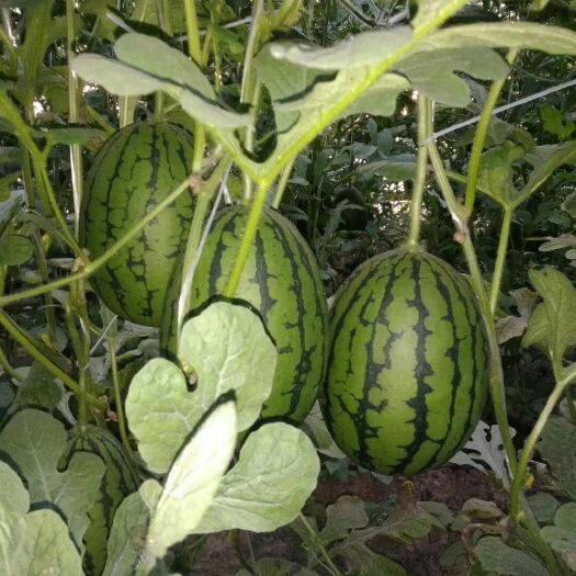 固安县吊西瓜  L600袖珍小西瓜