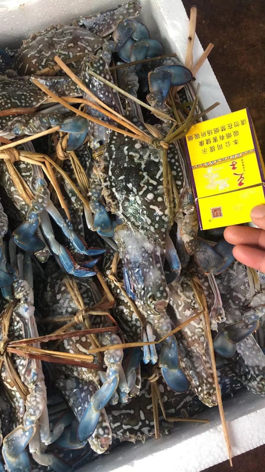 活冻蓝花蟹/花蟹，一手货源，全国发货