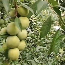苍溪县青脆李 颗颗爆满  粒粒脆甜