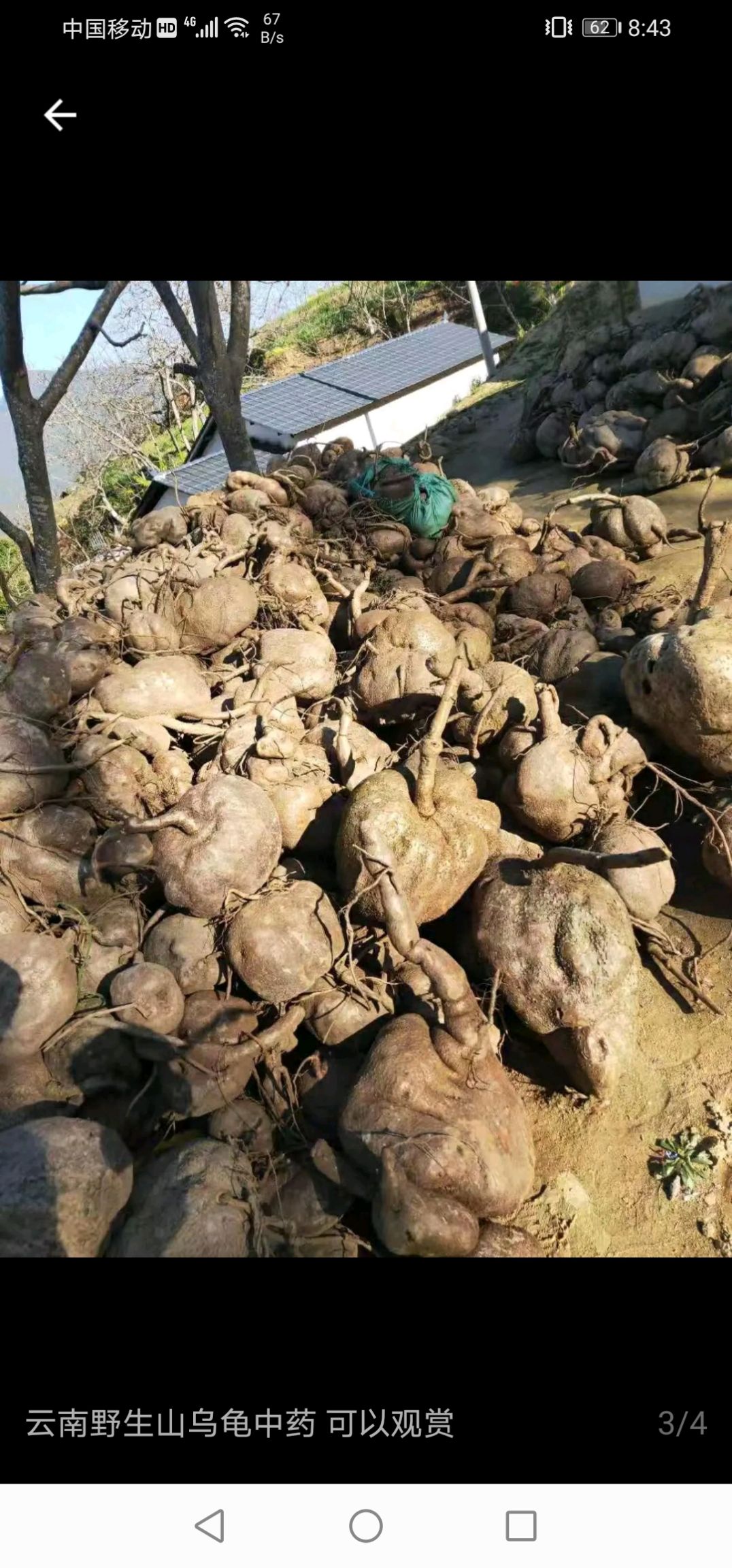 山乌龟 山乌植物爬藤，风景漂亮