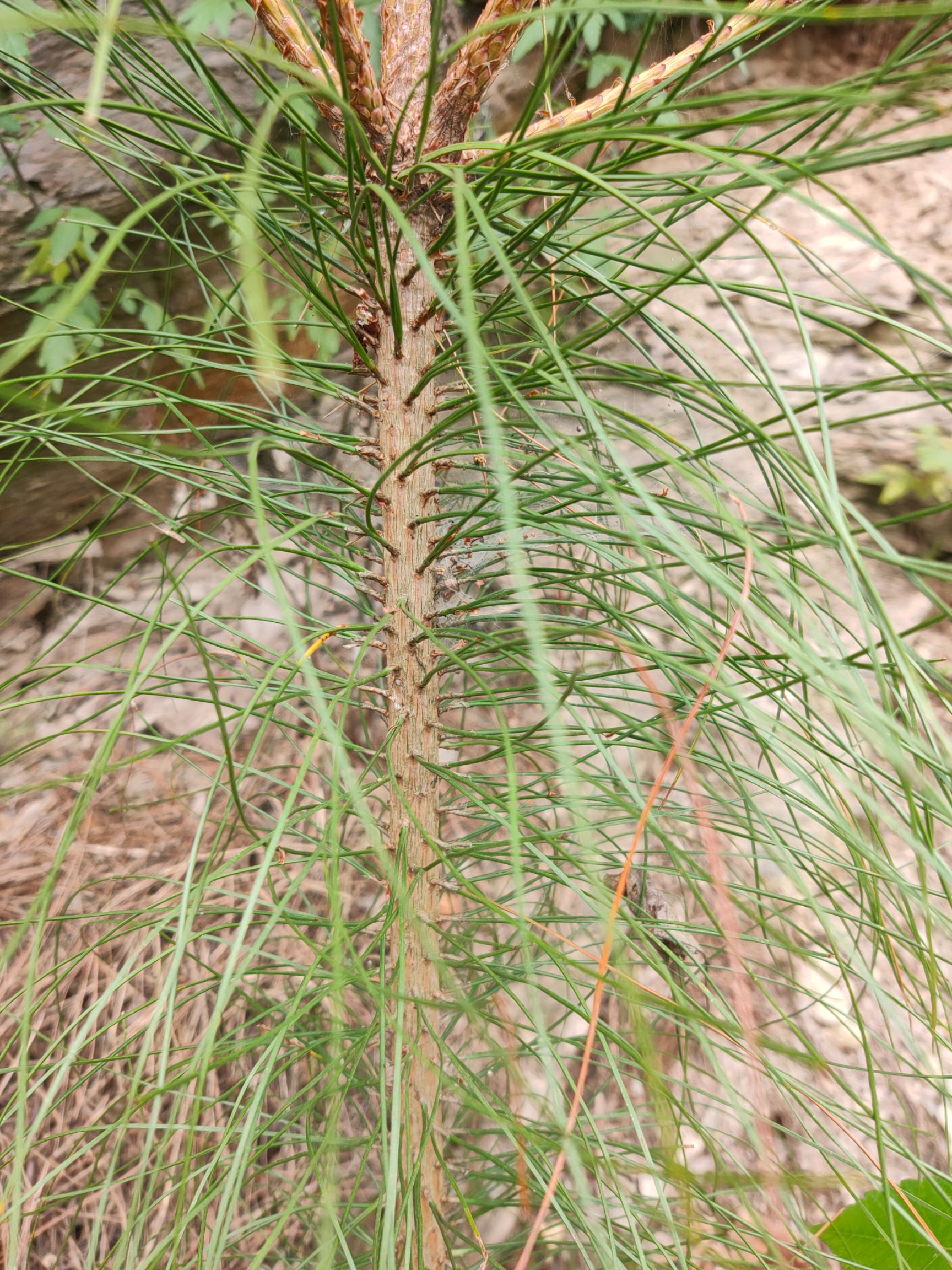 马尾松2针(枞木树)～预发～需要的请私聊