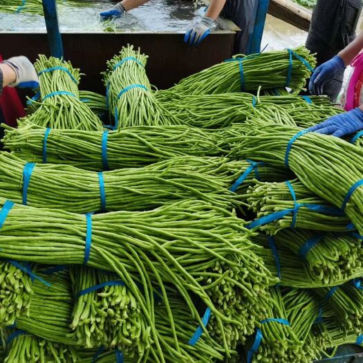 通许县长豇豆  豇豆，长豆角