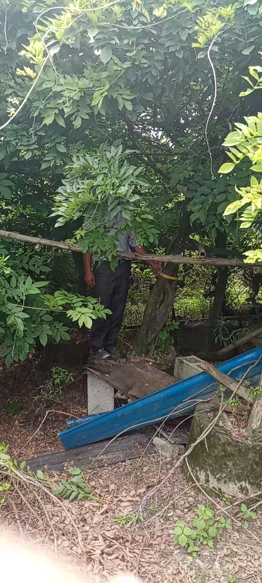 多花紫藤  紫藤三年熟货10-18公分