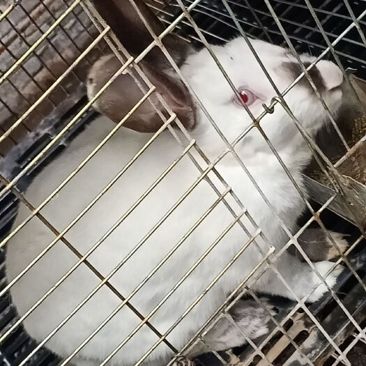 罗平县肉兔出售