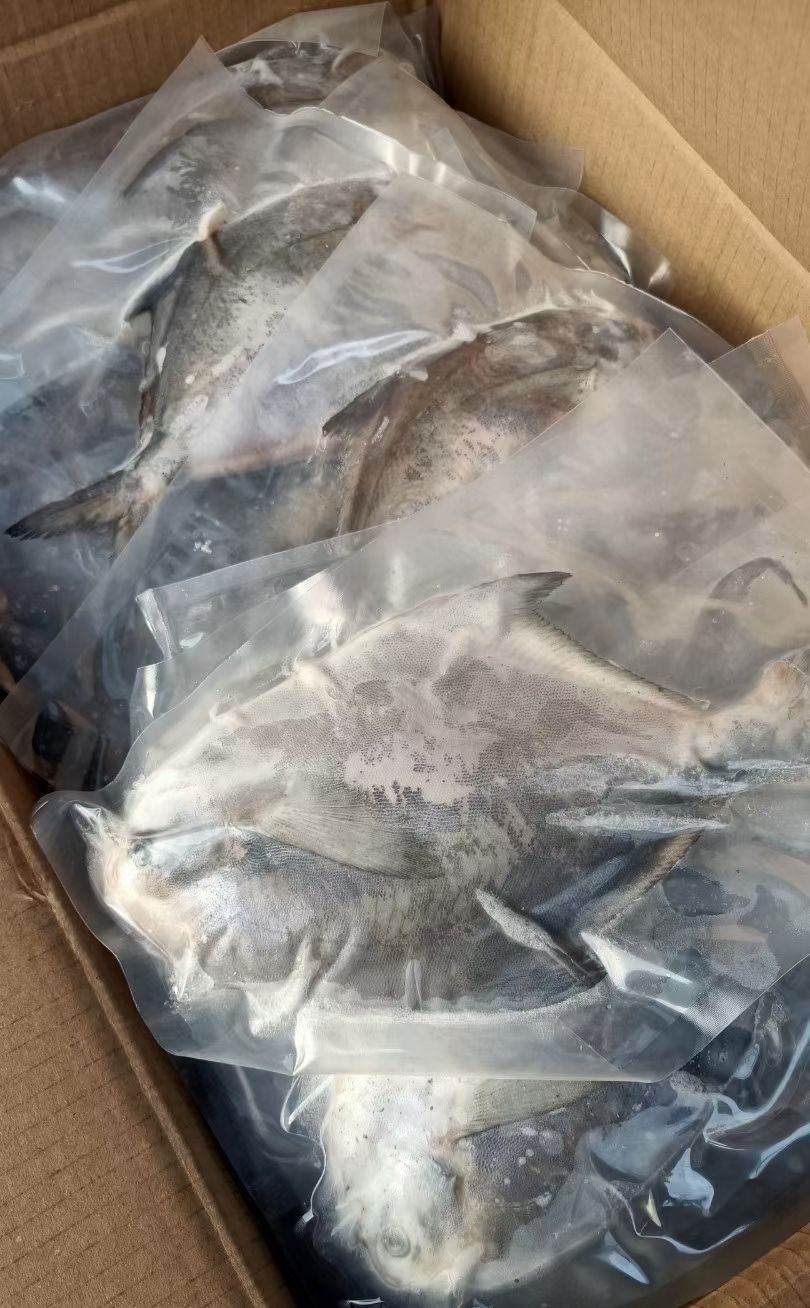 全麟流网大鲳鱼