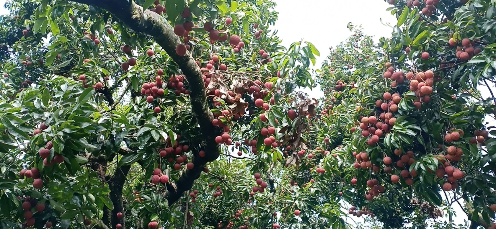 禾淮荔枝