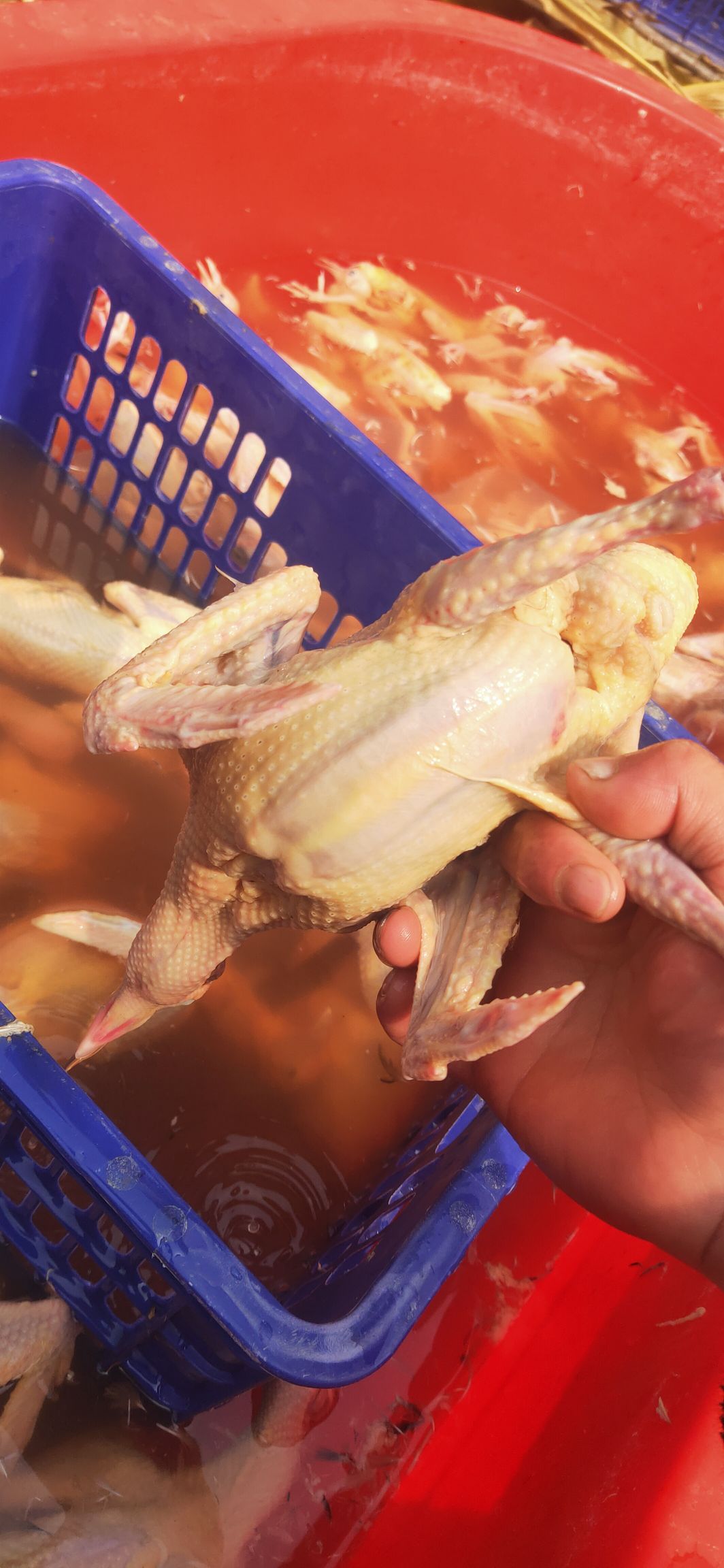 乳鸽子老鸽子 白条鸽