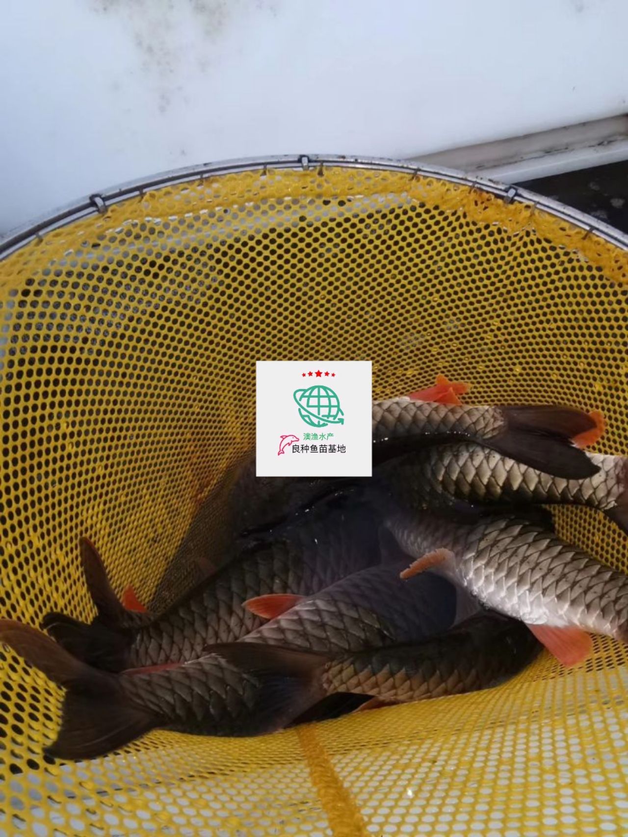 清城区鲜活倒刺鲃鱼苗广东清远直发水质纯净生长快健康新鲜