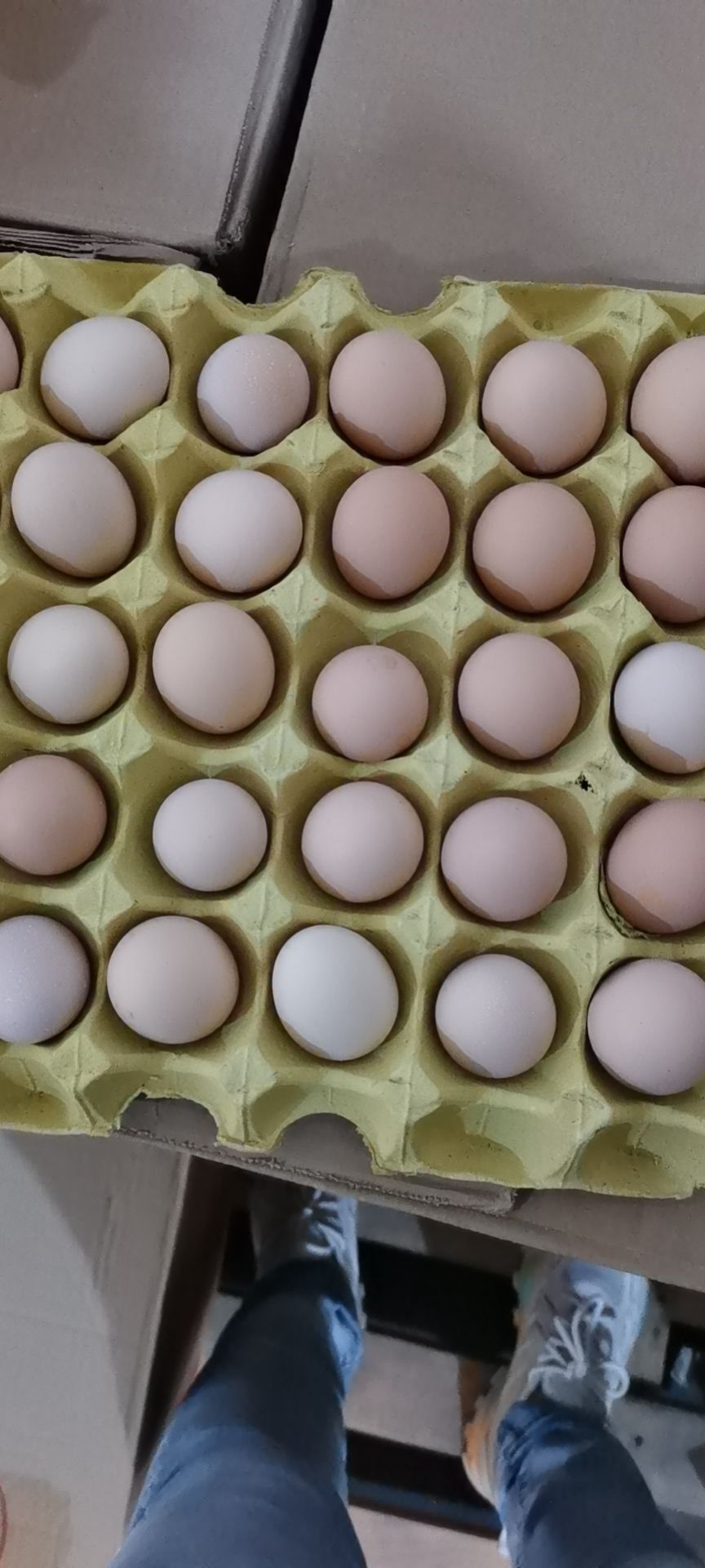粉壳蛋  鸡场直销，初生粉蛋，13个一斤，日捡日发全国物流