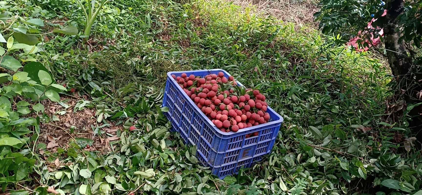 禾淮荔枝