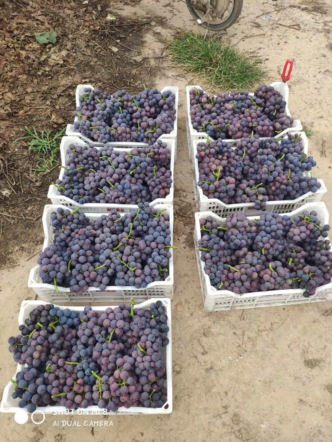  夏黑葡萄，巨峰葡萄