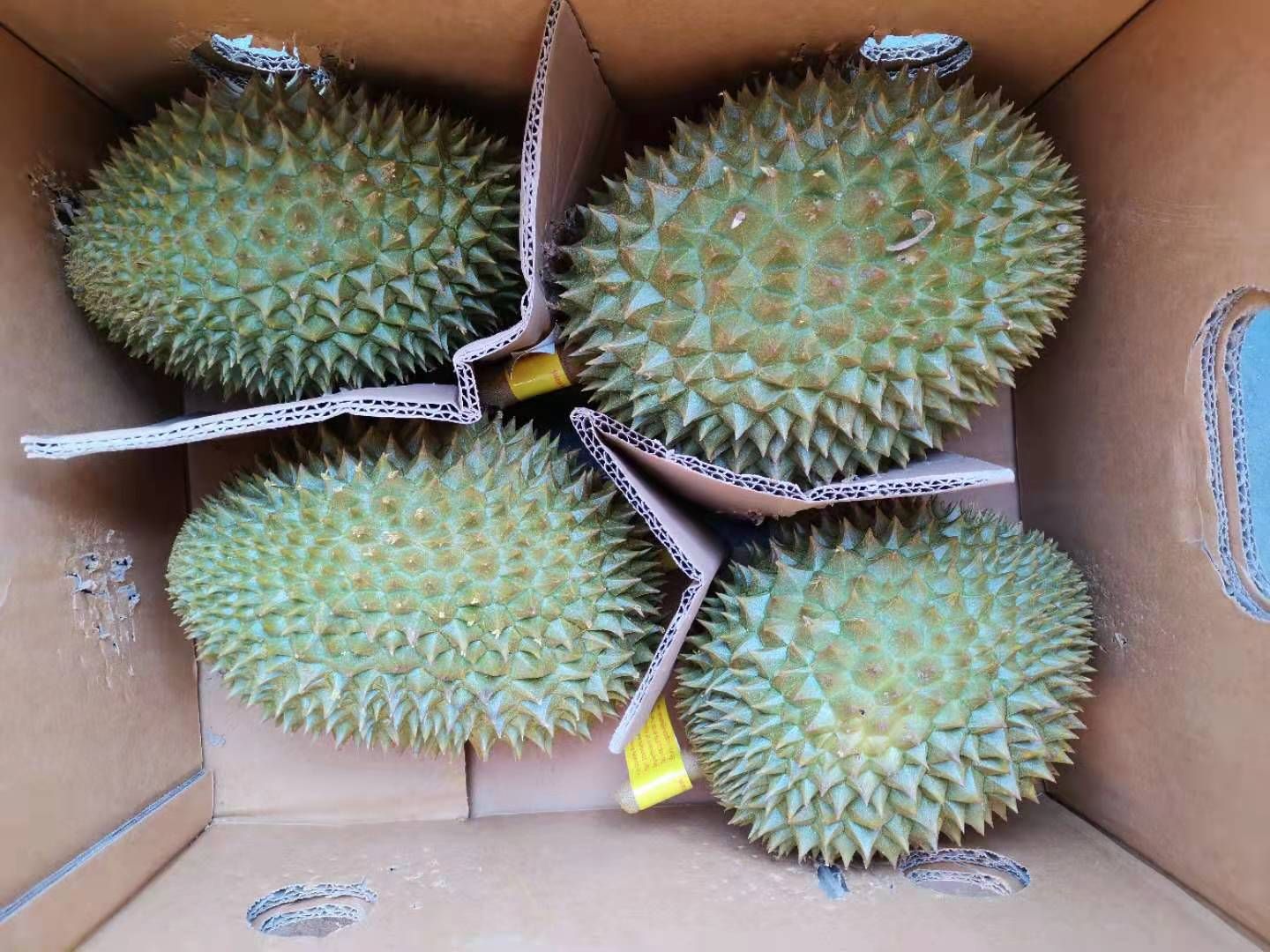 托曼尼榴莲，有需要的抓紧联系，32斤净重