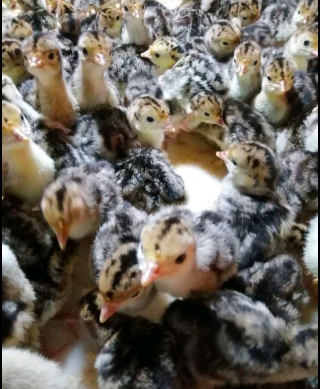  青铜火鸡苗，限量直供