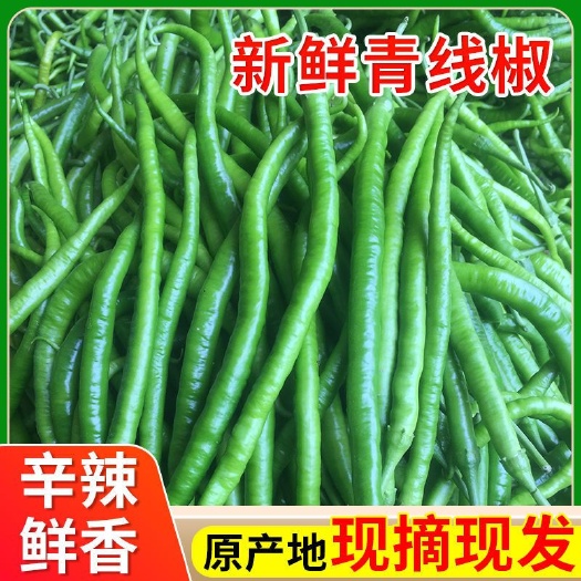 罗山县线椒