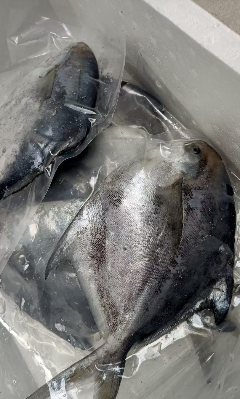 全麟流网大鲳鱼