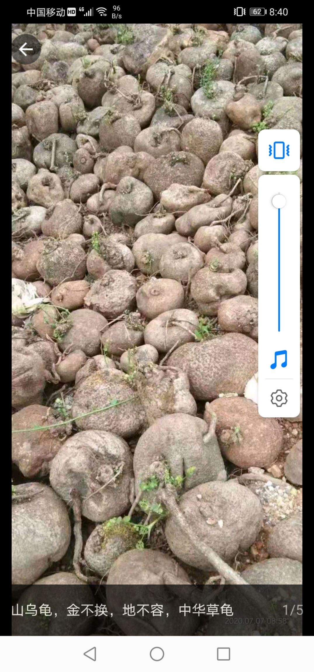 山乌龟 山乌植物爬藤，风景漂亮