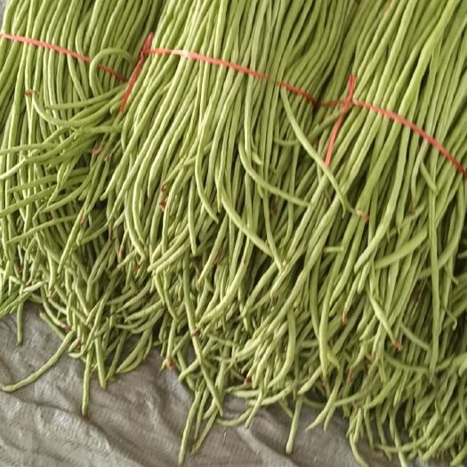 鄢陵县绿龙豆角 豆角