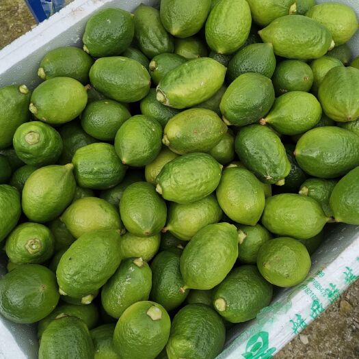 环江县 广东无籽香水柠檬