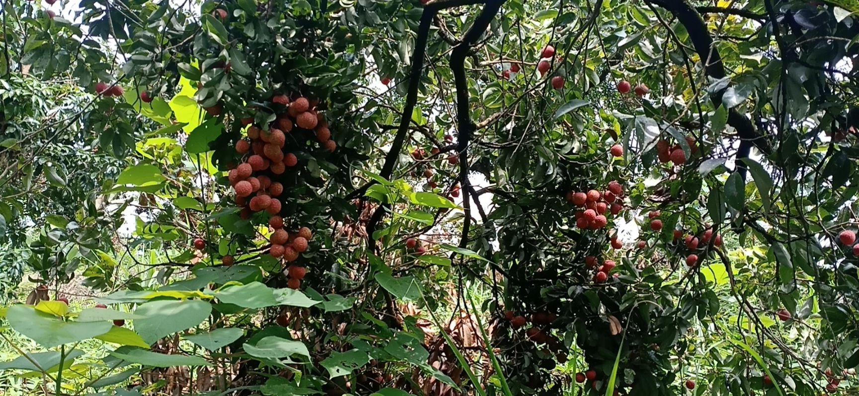禾淮荔枝