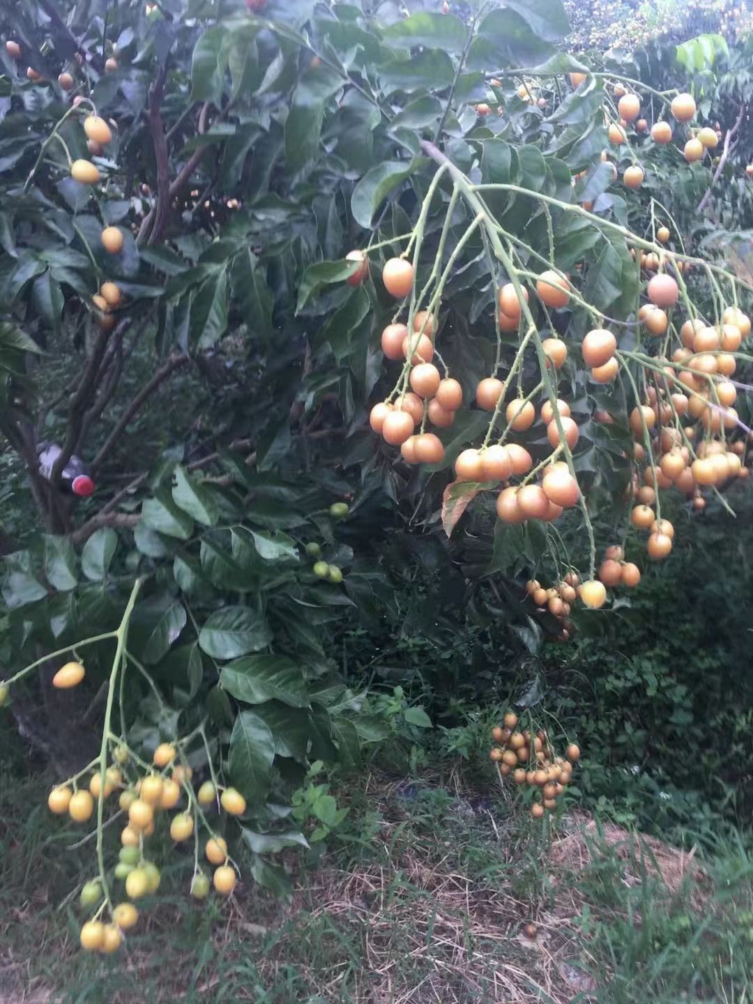 黄皮果香肉甜，润候解喝，营养高