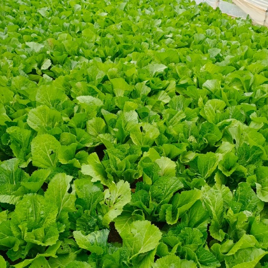 嵩明縣包心芥菜