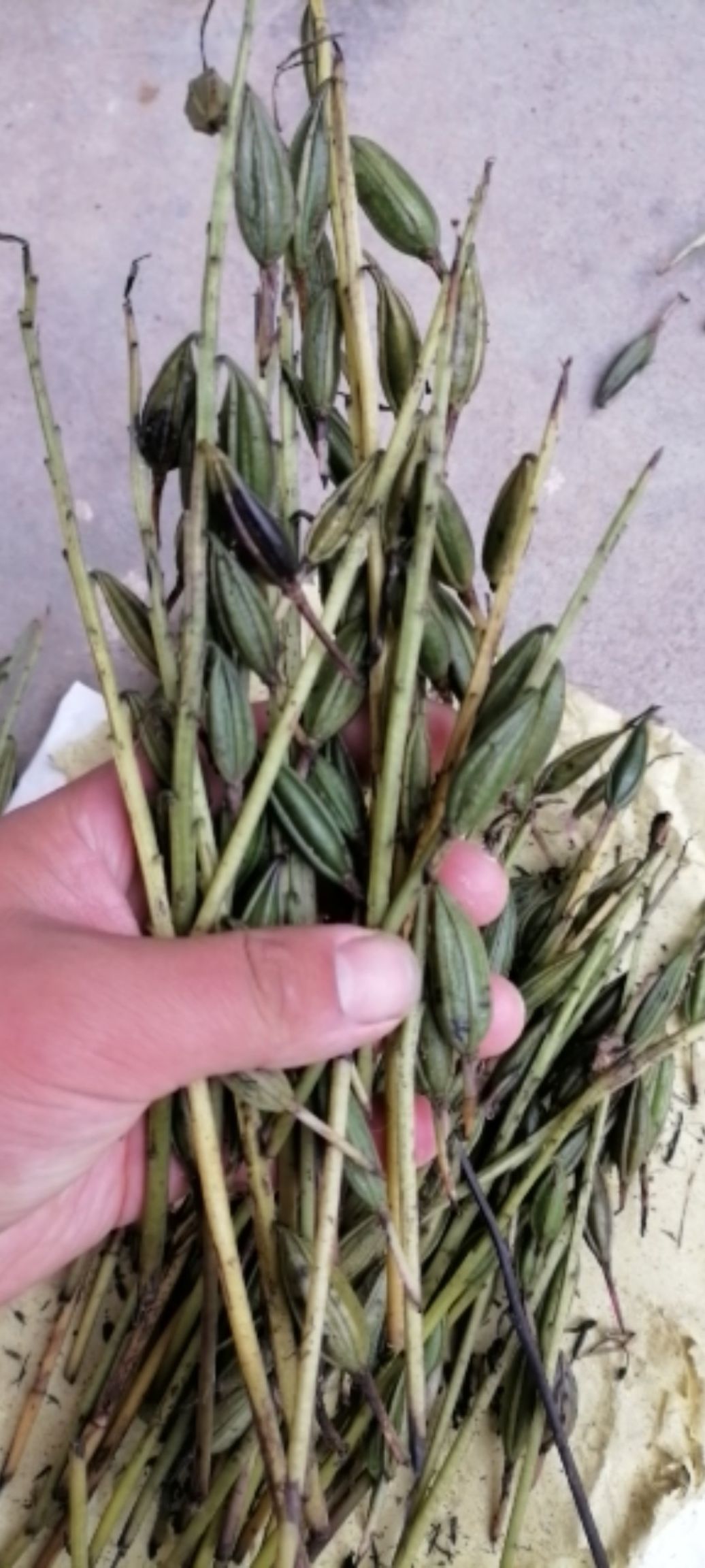 山慈菇  山慈姑果夹，山慈姑种子