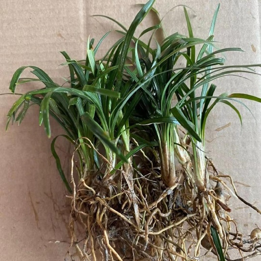 沭阳县 庭院植物正宗日本矮麦冬草苗四季常青草坪长细叶麦冬草耐寒玉龙草