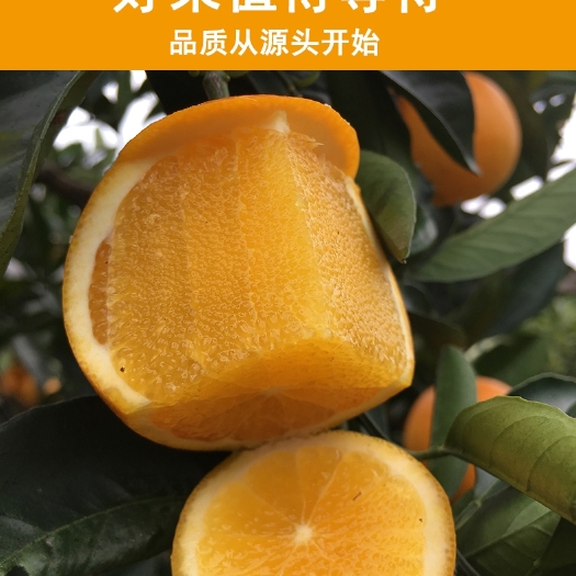 赣州赣南脐橙开始了