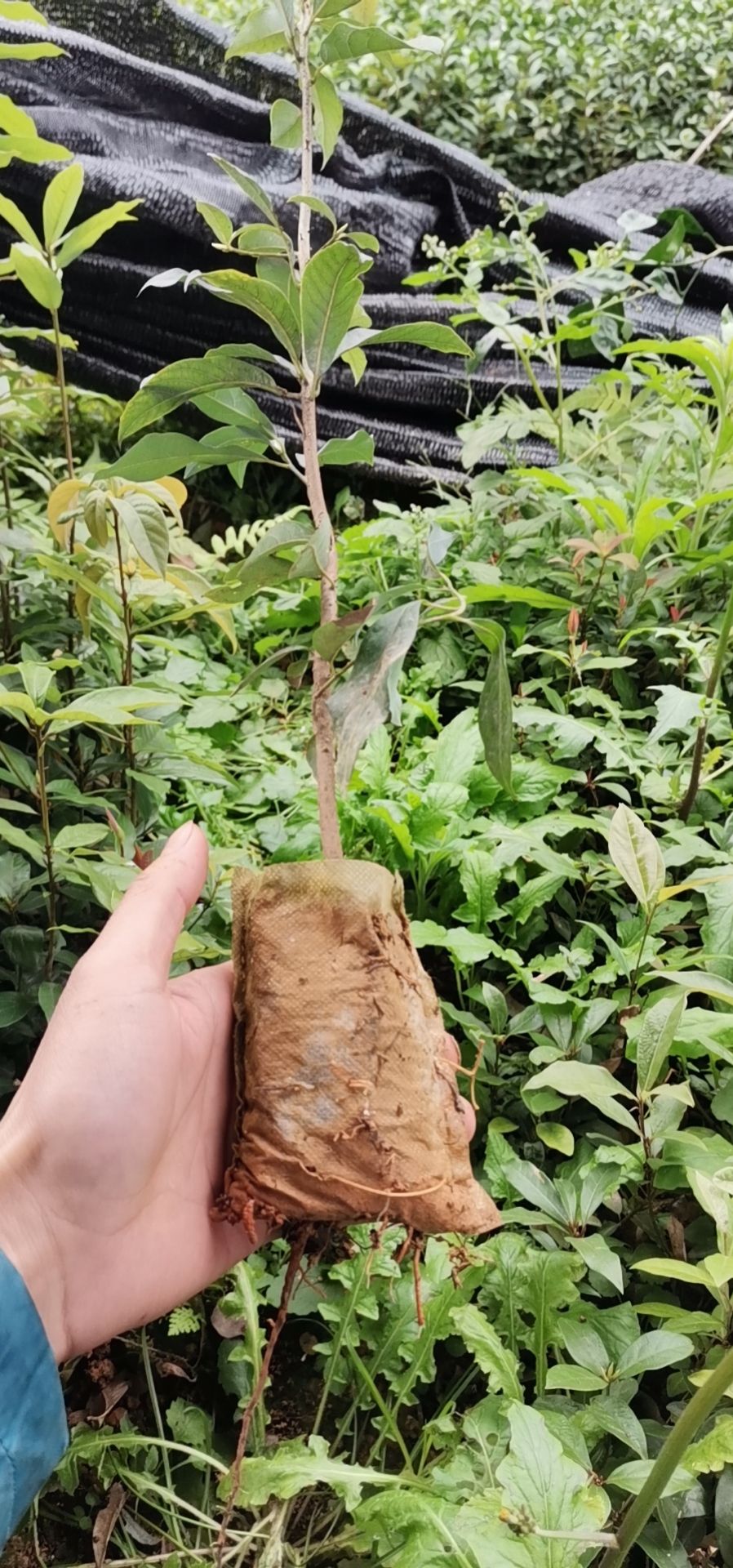 老鹰茶苗大量现货供应