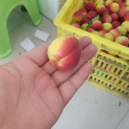彭阳县 红梅杏