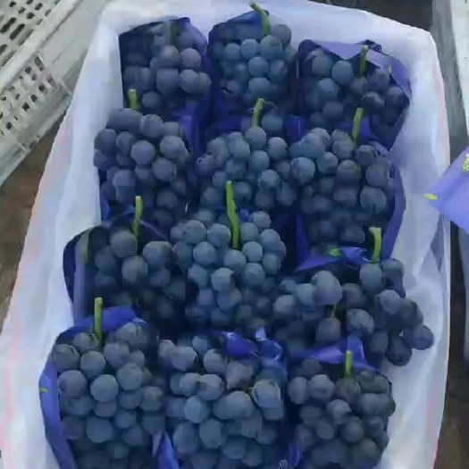饶阳县夏黑葡萄  河北冷棚夏黑大量上市中，需要的联系！