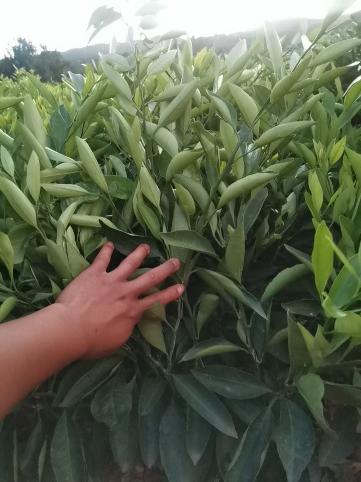 由良柑桔苗  特早熟无籽蜜桔可视频起苗
品种保证，根须非常好