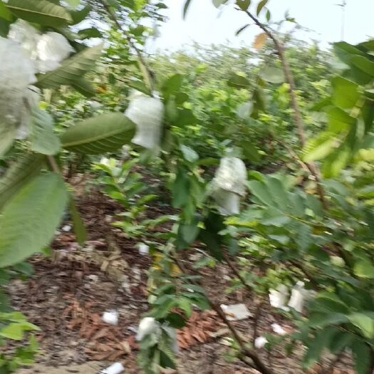 合浦县番石榴一体套袋防虫药防刮花防日晒无毒无味更安全