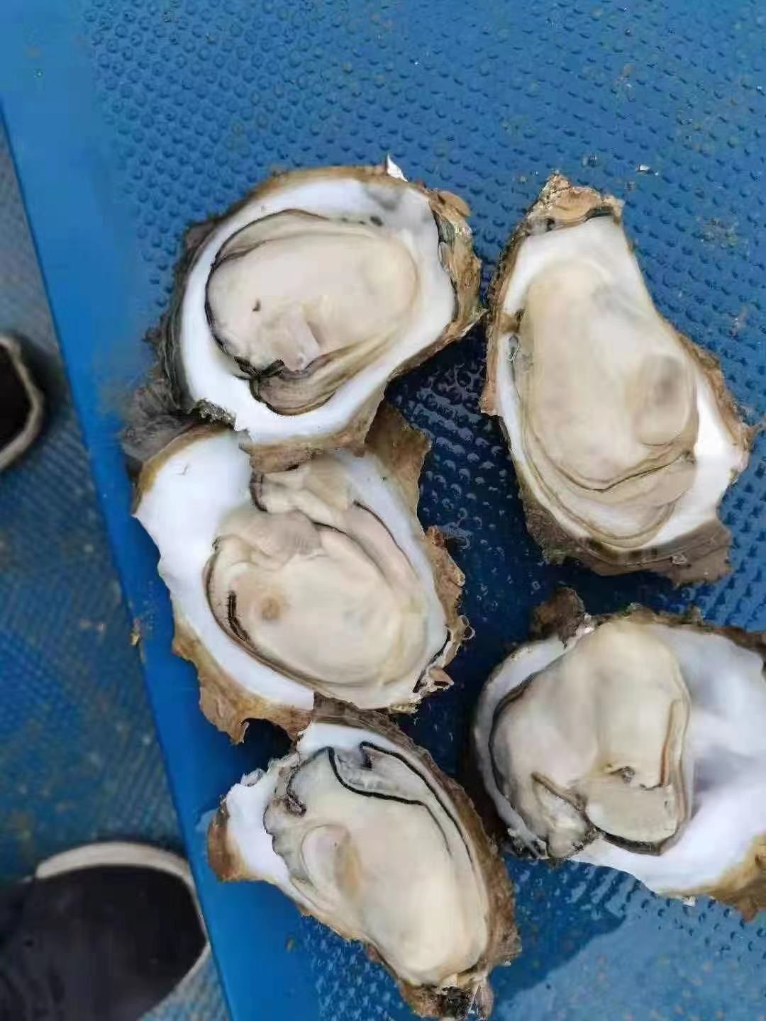 广西生蚝/牡蛎，蚝排一手货源充足，全国发货