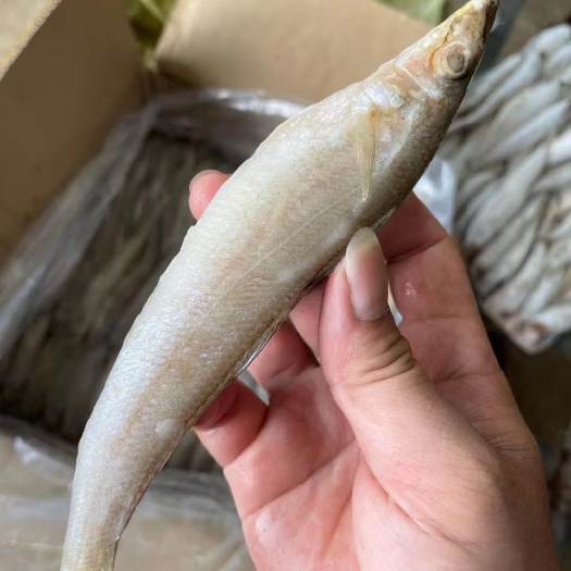 北海冰鲜沙丁鱼/沙尖鱼/沙占鱼，，厂家发货，大量有货，全国发货
