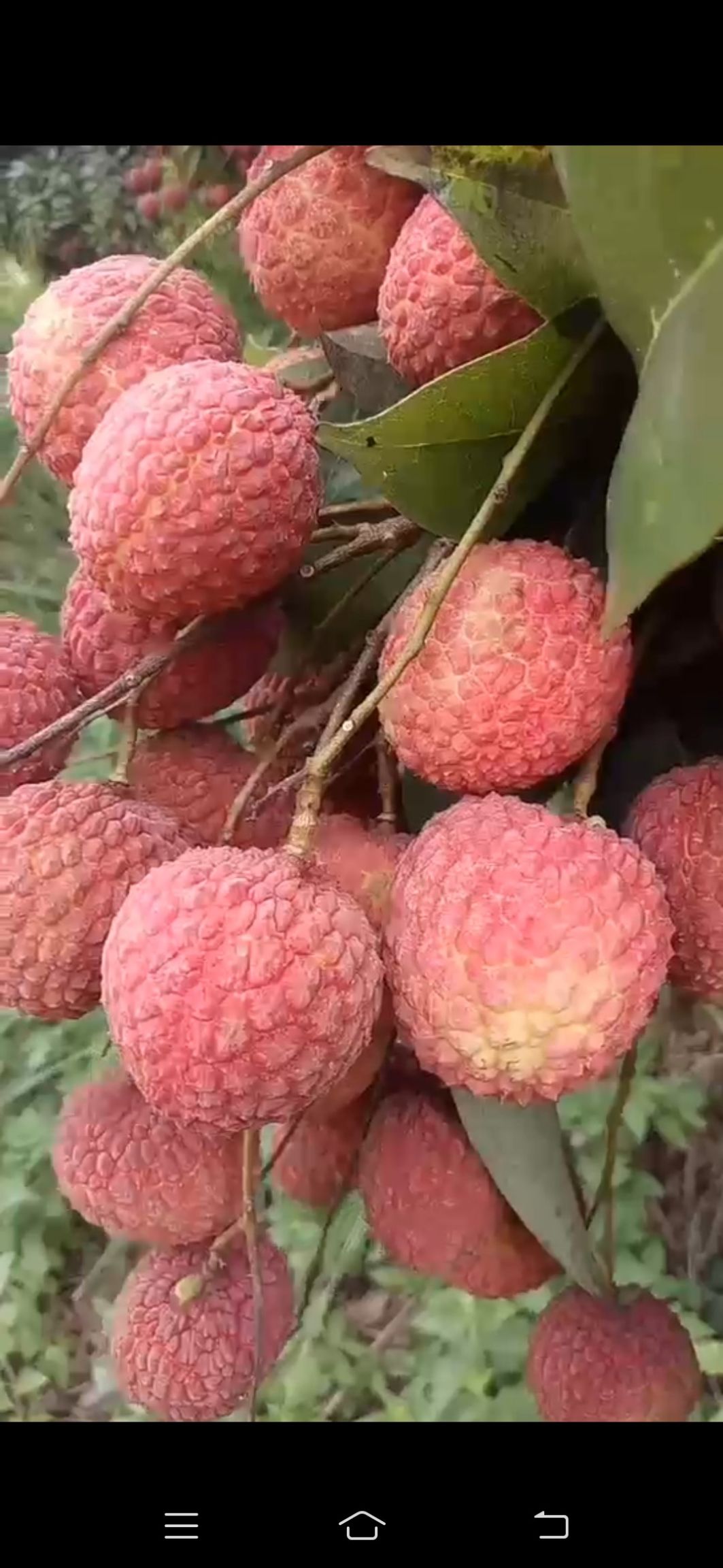 荔枝 欽州靈山九里香,肉多殼小,口感香甜.